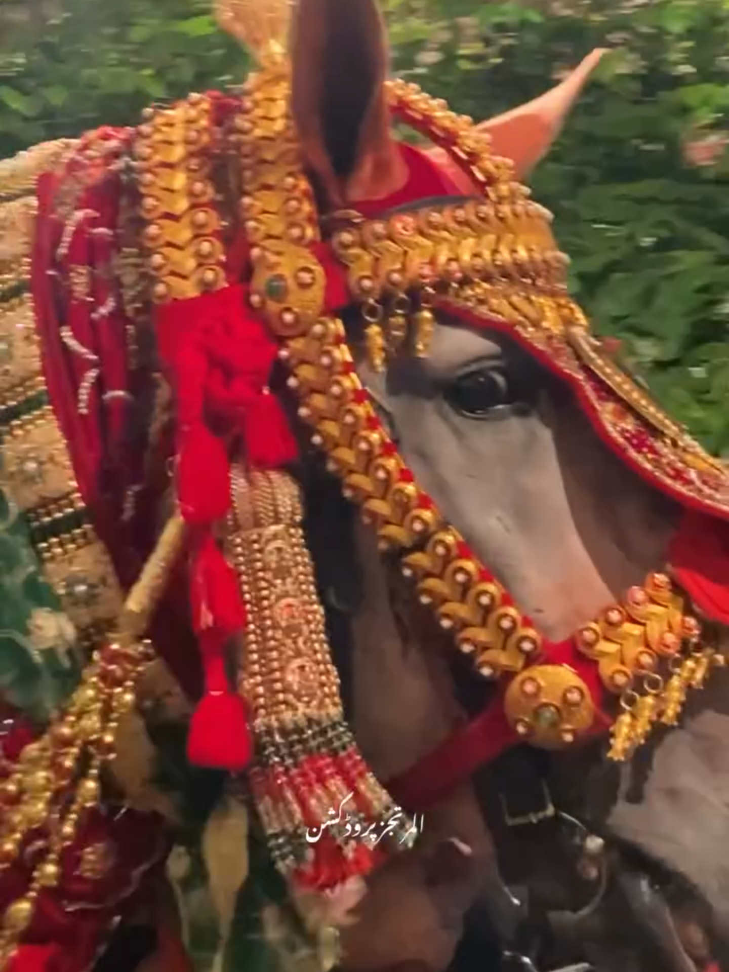 شبیہ مرتجز بادشاہ ۱۹ سفر ۲۰۲۵ کٹڑا ولی شاہ