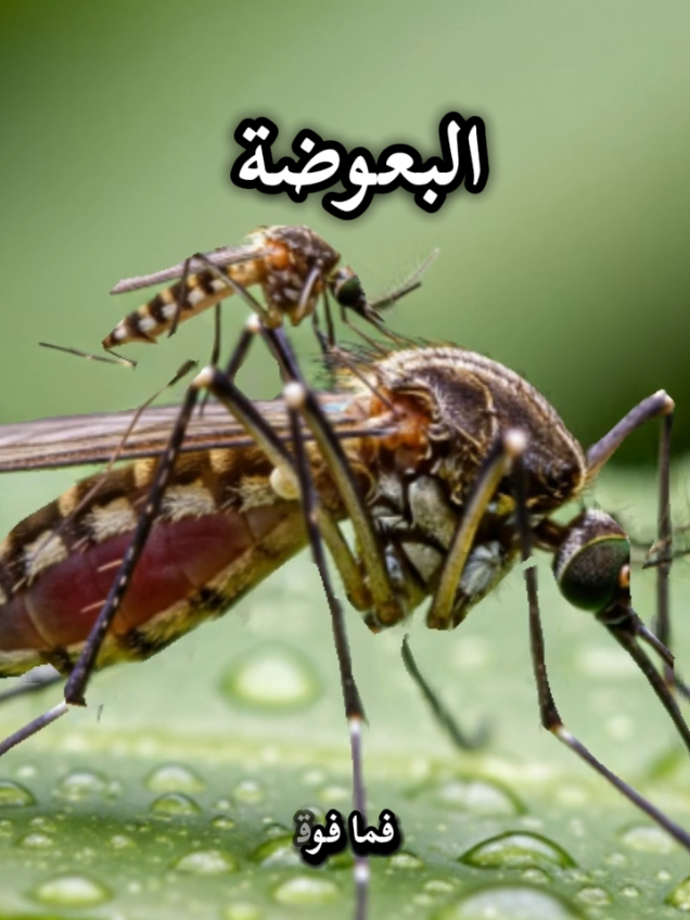 البعوضة  #أحاديث #قصص_واقعية ##قصص_الانبياء 