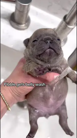 #pibble#dog#fyp#viral