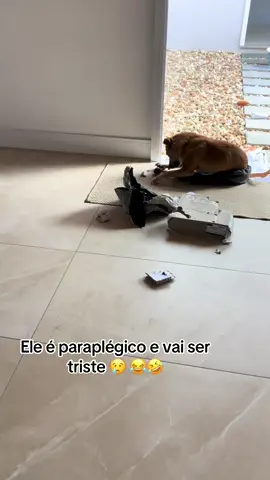 Eu sou feliz titios #viraltiktok #dogsoftiktok #amor #reels #viral 