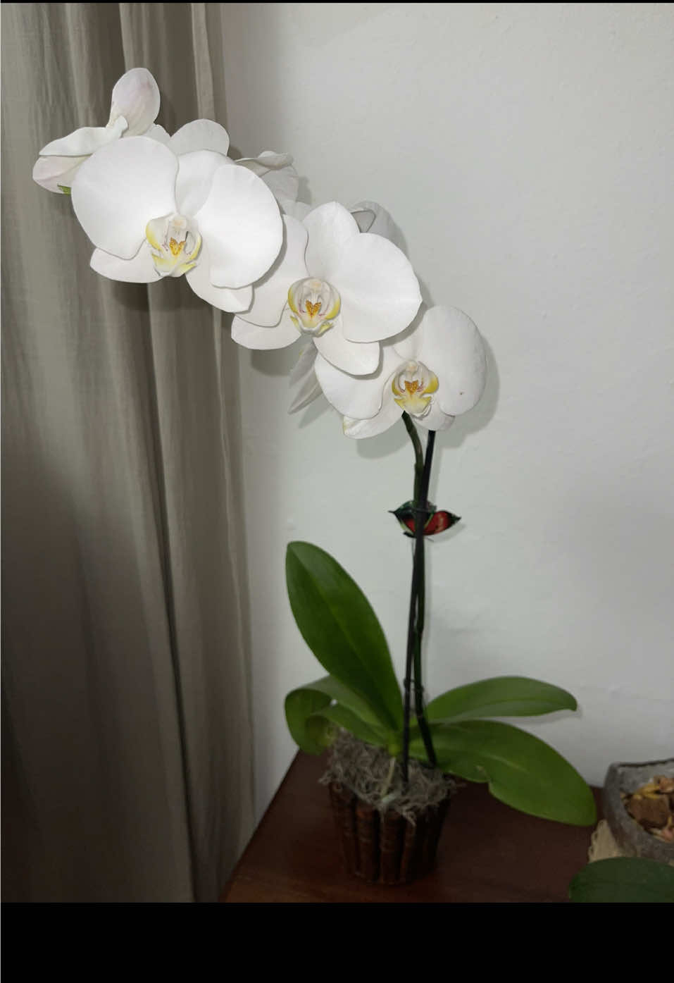 La nueva baby #phanelopsis ##orquideas 