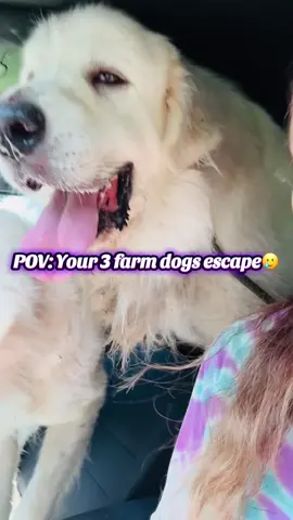 These dogs are each at least 120lbs. So that was fun picking them up and putting in the car by myself.🤪 Holding on by one little thread here with these animals this week 🥲😅#farmlife #farmtok #farm #dogsoftiktok #fyp 