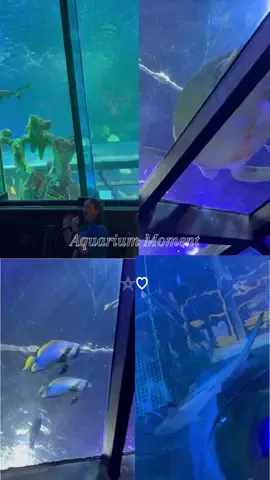 Blackpool sea life Aquarium #summervacation #holiday #videoviral  #fyppp  #CapCut 