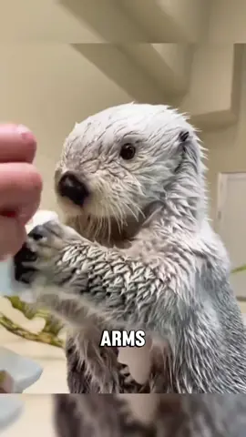 “The sea otter that loves to help” #animals #otter #facts #tiktok #foryoupage 