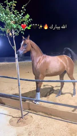 #خيل_وخياله🐎 #الهم_صلي_على_محمد_وأل_محمد❤❤❤❤ #خيل_عربي #اللهم_صلي_على_نبينا_محمد #الخيل_عشق_لاينتهي🐎❤️ @مربط الأمير 