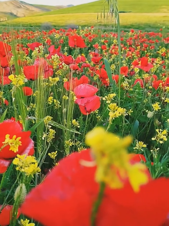مشاء الله تبارك الله  على فضل الله ان شاءالله نعمة دائما 🇲🇦🇲🇦🇲🇦🇲🇦🇲🇦♥️♥️