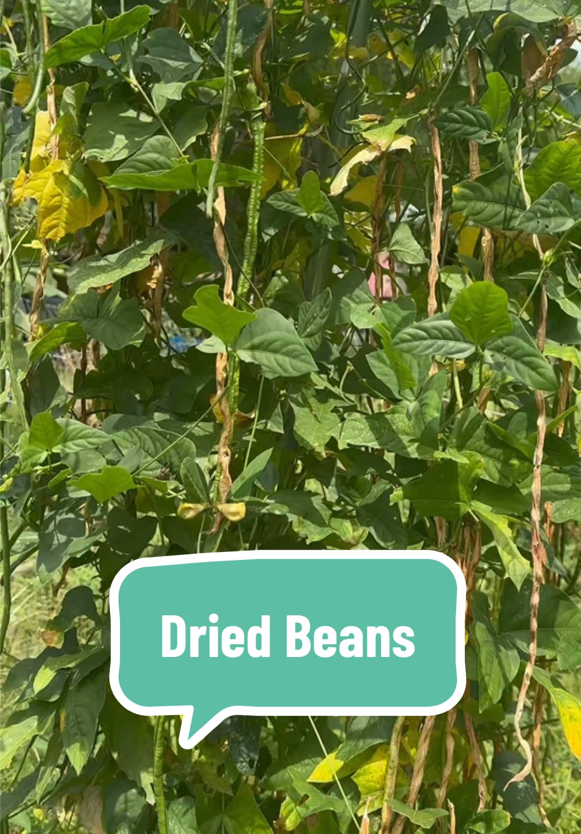 Did you know you can preserve beans just by letting them dry on the vine? No extra work needed - just let nature do its thing! 😄 I accidentally do this all the time, and it’s turned into one of my favorite low-effort ways to save food from the garden. Once those pods are fully dry, you can shell the beans and: 🌱 Save them to plant next season 🍲 Cook them as dried beans (Instant Pot for the win!) It’s an easy win whether you’re growing to eat, save seeds, or both! Have you ever dried your beans this way? #PreserveYourHarvest #foodpreservation #SeedSaving #GardenToTable #lazygardener 