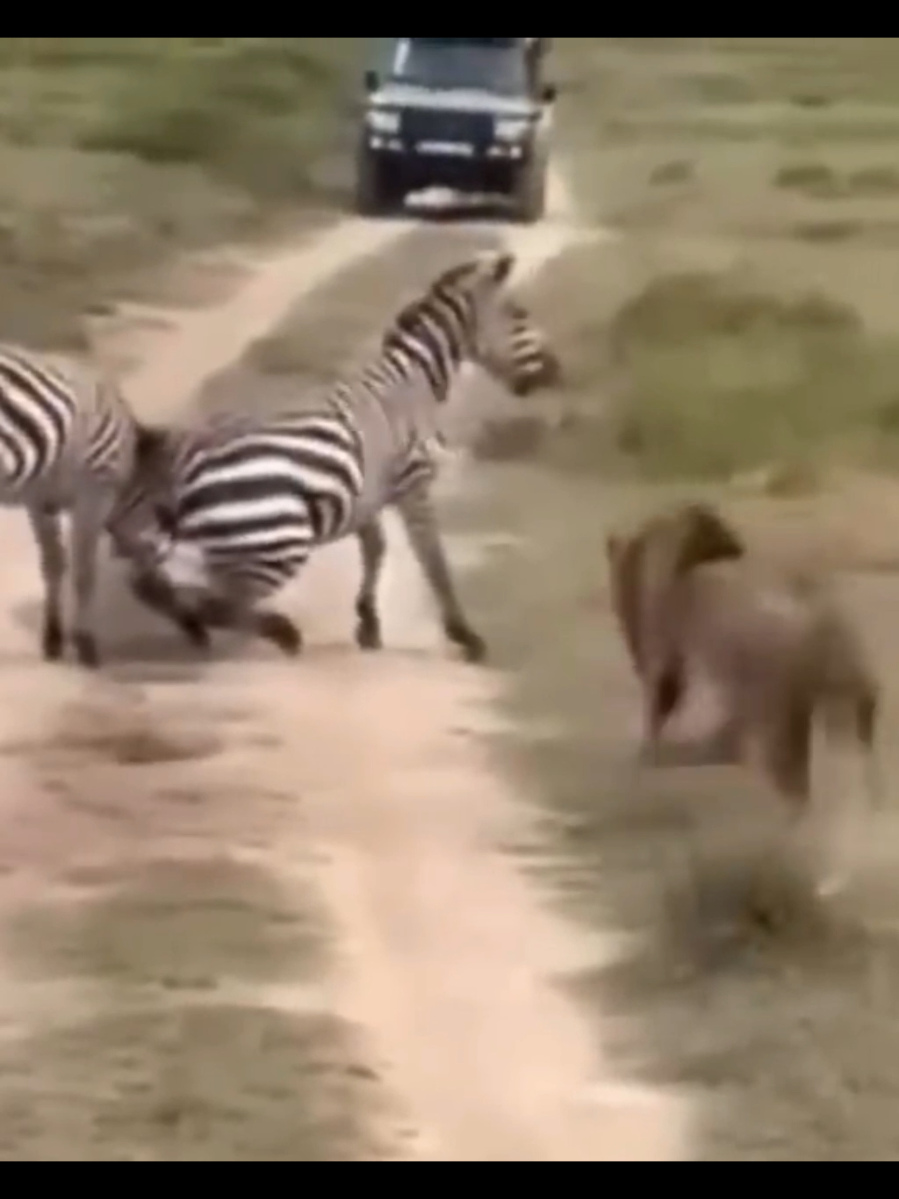 Leão ataca zebras que estavam lutando!!! #planetaferoz #Leão #zebra 
