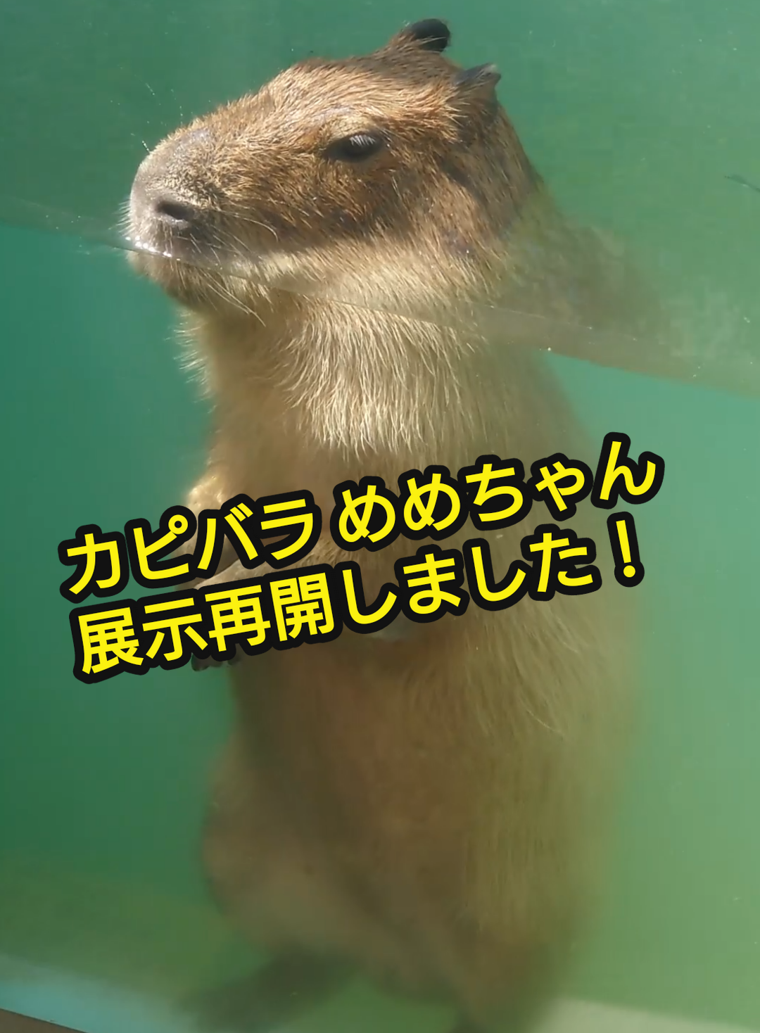 カピバラ めめちゃん 展示再開しました。#カピバラ #カピっ原 #竹島水族館 2025.8.16