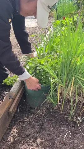 Moving Mint pot to the corner #mint #vegetables #homegrown #garden #gardenlife  