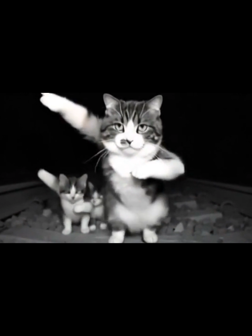 #cat #animals #meme #viral #ai 