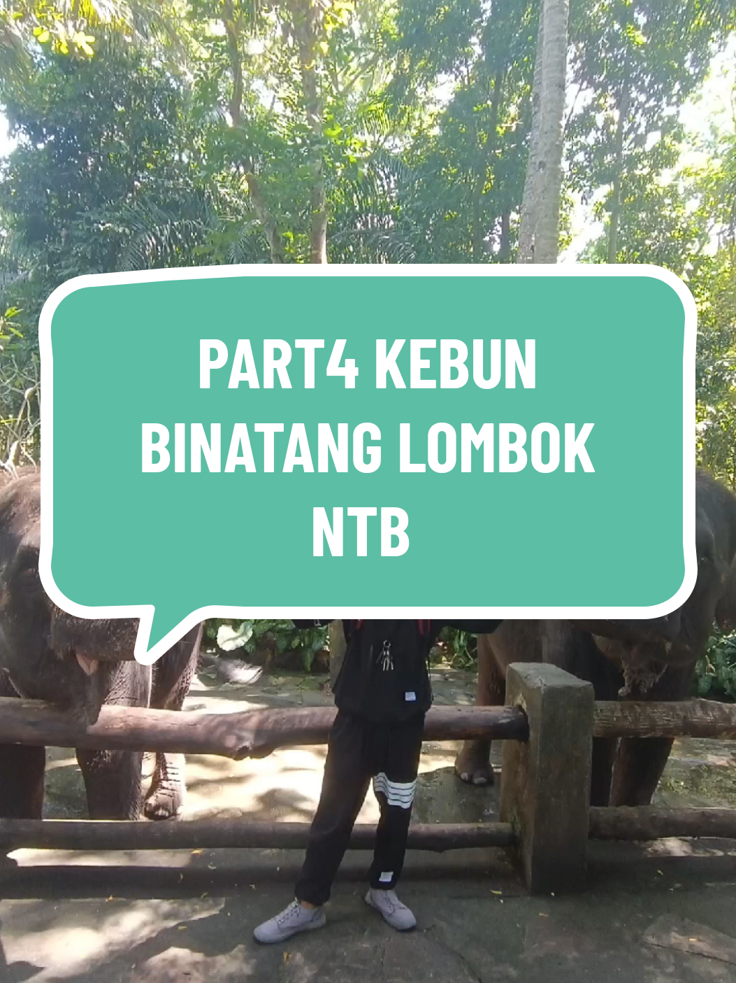 Edisi Bersama Gajah Di Kebun Binatang LOMBOK NTB #travel #perjalanan #kebunbinatang #kebunbinatanglombok 