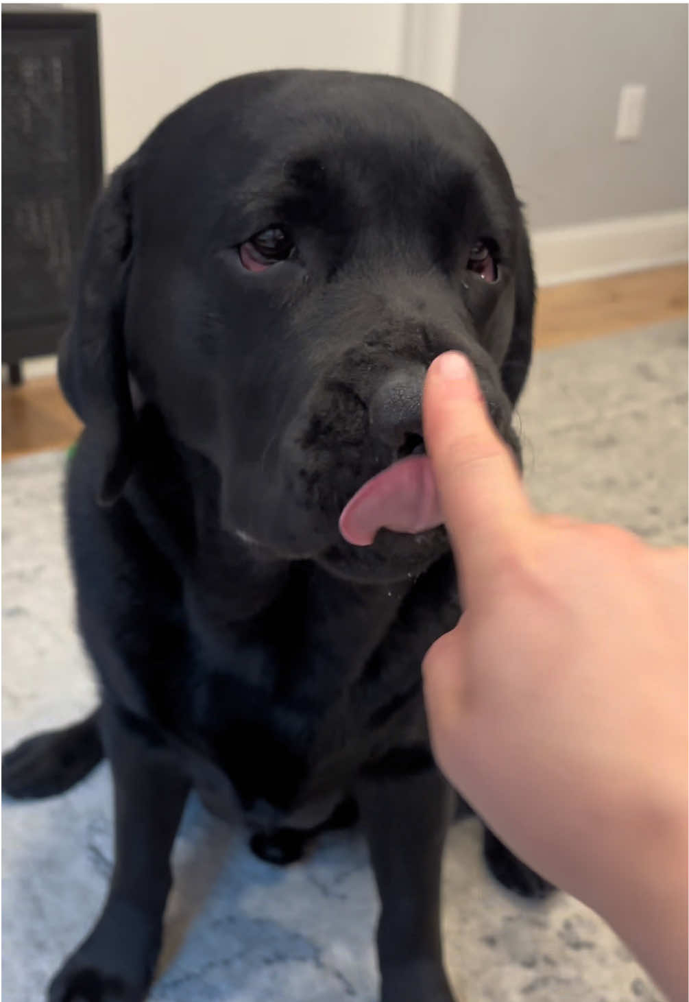 Who needs a vacuum when you have a Lab  #blacklab #labrador #labradorretriever #lab #dog          