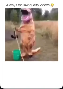 Always the low quality videos 🤣#fyp #fpyシ #fyp 