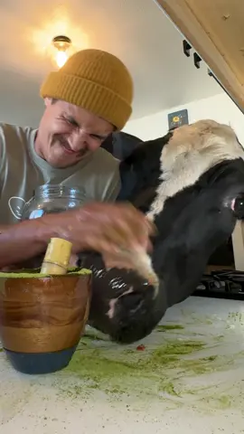 Trying to make matcha with Bruce! #cow #brucethecow #farm #animals 