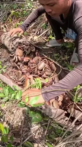 We discover an entire log full of coconut crabs with @Jab's TV Catch and Cook 🦀🤯 #fyp #foryou #crabs #foodporn 