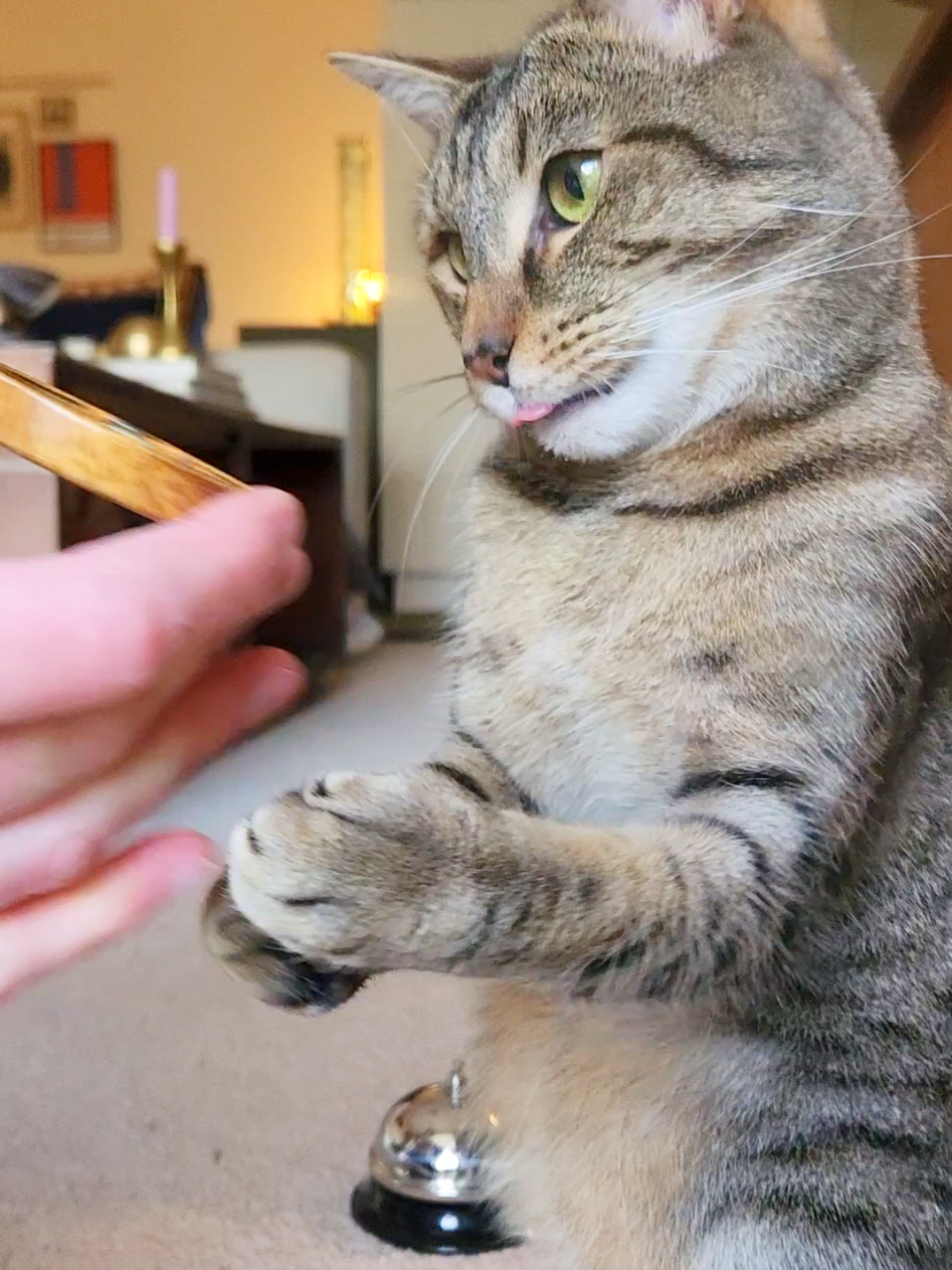 impatient cat!! i was setting up the camera and he started ringing the bell haha  #ringingbellfortreats #cattraining 