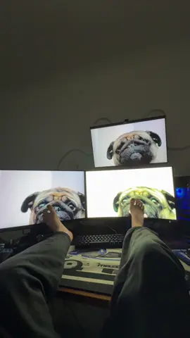 😂#funnydog #pug 