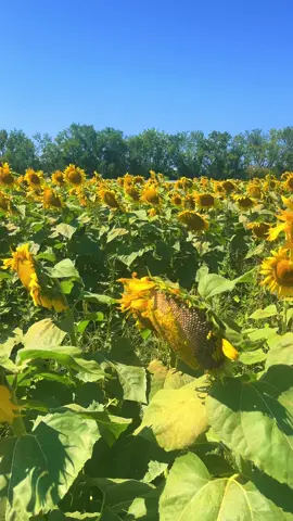 Sunflower Festival 💛🌻 #newengland #eastcoast #explorenh #nature #wonderlust 