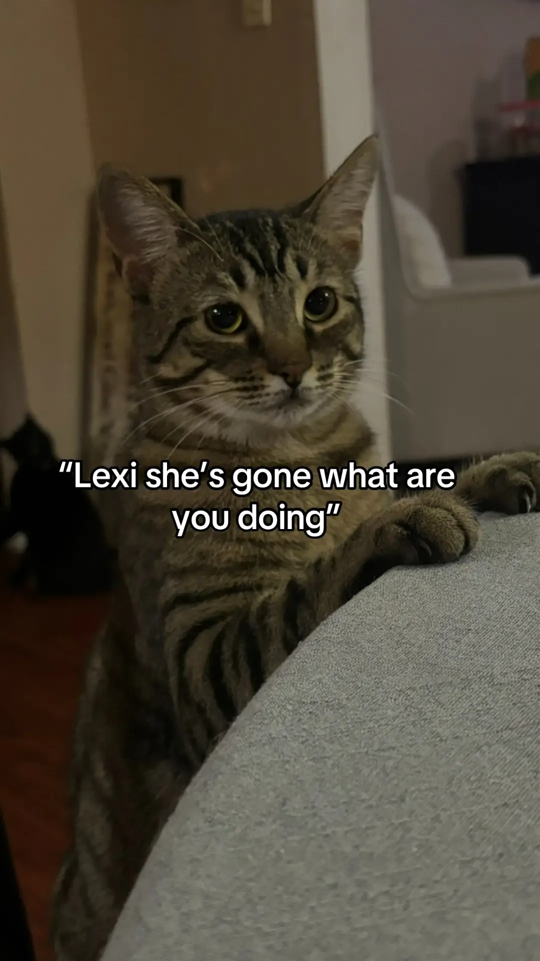 She loved cuddling in that blanket. I miss you baby girl