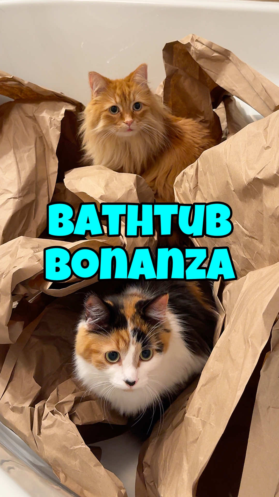 You know all that extra packing paper Amazon sends? This is your sign to keep it and fill your bathtub with it for your cats. 🐈🐈🐈‍⬛ #catsoftiktok #catantics #lifewithcats 