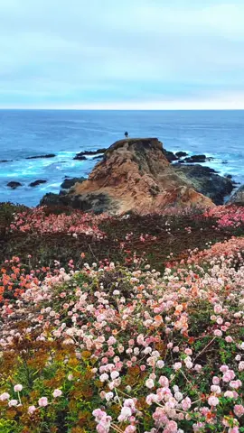 Koj yog ib puas tsav yam rau kuv. You are everything to me. #kojyogibpuastsavyam #huecheeyang #sobranespoint #garrapatastatepark #lilytushlub #kevhlubnyobdeb #hmoob #hmongfyp #hmongsong #seasidebuckwheat #wildflower 