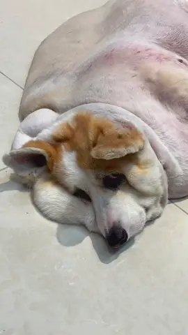 E nằm chờ ca nè ca 