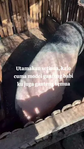 🤣#peternakbabi #peternakmuda #masukberanda 