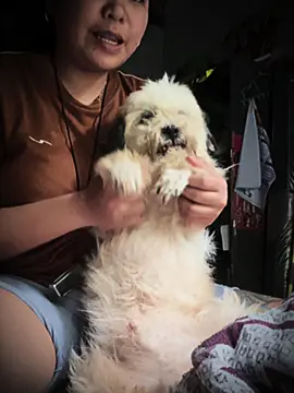 The Hardest Goodbye 💔🐾 To my furbaby, my best friend, and my son in every way that matters… For almost 6 years, you filled my life with your makulit antics and your sweet yet sometimes masungit attitude. You were always there — quietly listening to all my rants and problems, offering comfort even without saying a word. I could always feel you there, helping me through whatever came my way. You fought so hard, time and time again, just to stay with me a little longer. And for that, anak, I can’t thank you enough. Thank you for your love, your loyalty, your stubborn little quirks that made you uniquely you. You stayed because you loved me, and now, I have to let you go because I love you just as much. Run free, my baby. I know you're no longer in pain. Now you're with Pitchie, Oreo, Bless, Sunset, and Snowball. I hope you're all together, looking over me from up there, until we meet again. I love you always. 💔🌈🐾 #furbaby #hardestgoodbye #fyp 