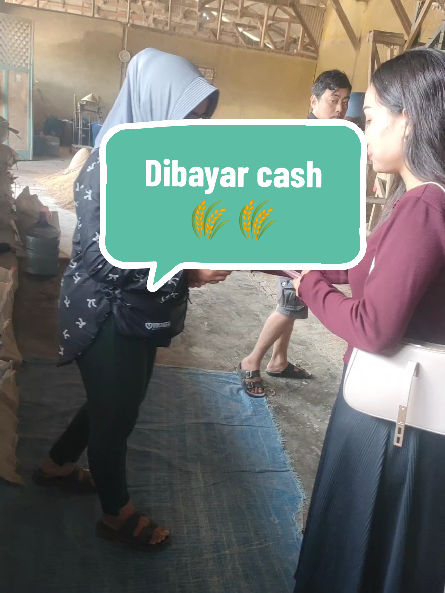 MERDEKAAA📣 Dibayar kontann alhamdulillah yuu gasskn mrapat ke pb yg mo order beras tehdevi🌾🌾 #pabrikberas #beras #padi #gabah #penggilinganpadi 
