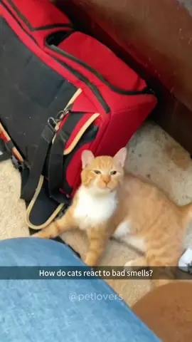 Cats hate bad smells #cat #catsoftiktok #pet #PetsOfTikTok #funnycat #funnypets #catlover #fyp 