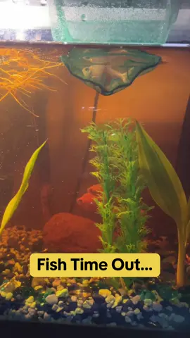 He has been nipping my babies & making them scared to the point where they all was in a small space in the tank & he had the whole tank to himself.. I been sitting here watching him nip them like crazy!! Enough is enough!! #fyp #viral #fishtok #timeout #badbehavior 