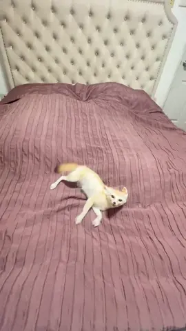 The fennec is a tiny desert fox found only in Algeria. With its huge ears, it hears prey underground, survives the Sahara’s heat, and stays playful yet wild. #FennecFox #OnlyInAlgeria #DesertCutie #WildAndAdorableUSA  #SaharaStar 