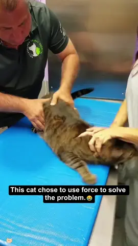 Cats hate going to the hospital.😂 #cat #cats #funny #funnyvideos #catsoftiktok 