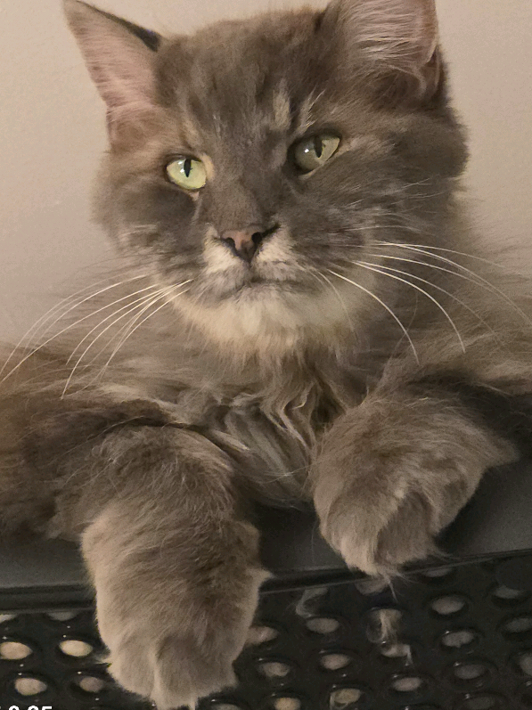 #life #meow Some storms are loud, some are designed to stay silent. I walk through walls built on paper, carrying scars they call “LAW” No map, no compass — but still breathing on the edge. fighting silence while trapped in systems that dismiss voices... They want me silent—but each breath is a refusal to suffocation... bureaucratic red tape.. Betrayal by design...Maps and compasses are supposed to exist (laws, rights, fairness, ...), but they’re mythic—like being handed a contract in a language can’t be read... Gaslighting as policy: those (ghosts) in power have erased the routes to truth, justice, transparency and so on, leaving me in a maze of their making... systemic oppression designed to suffocate quietly... #SilentStorm #SignalInTheNoise #PaperWalls 