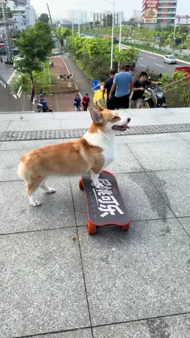 I just wandered around😊#dogskateboard #pet #cute #cool #corgi 