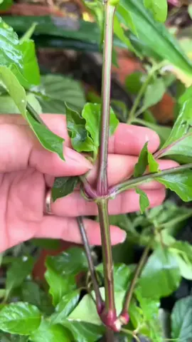 cây ngưu tất Nam #tamban #xuongkhop #dauthankinhtoa #viemloetdaday #thoatvidiadem 