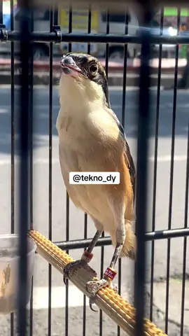 #cmssapudi #cendetsapudi #cendetmadura #cendetjatim #fyp 