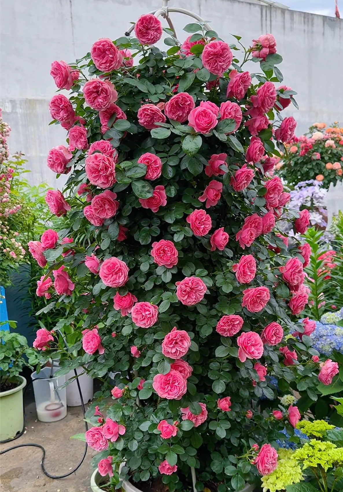 Pink Leonardo Da Vinci Rose🌸🌸 hoa nở liên tục, khả năng chịu đựng sương giá và kháng bệnh tốt. 1 bông hoa được xếp bằng 90 cánh hoa tạo nên form hoa lạ mắt và xinh đẹp🥰 #hoa #hoadep #hoacaycanh #hoahong #hoahongleo 