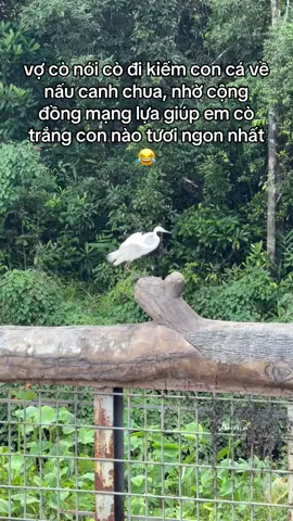 Nhờ cđm chọn giúp :)) #vinpearlsafariphuquoc #GreenCreator #VinWonders #WonderSummer2025 #dulich 