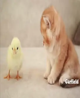 nooo don’t eat him #kitten #cute #fyp #funny #viral