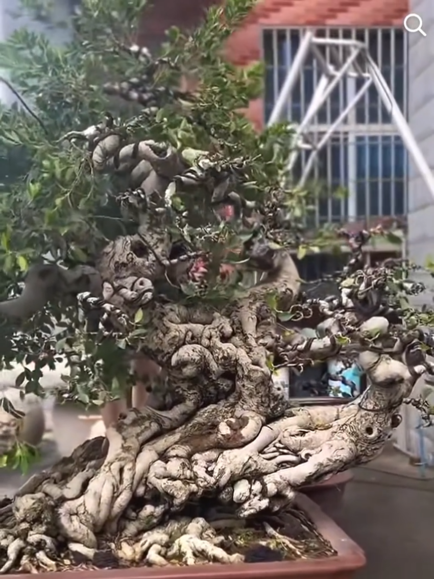 inspirasi bonsai juara  #bonsaiontherock #bonsaiindonesia #bonsaificus #bonsaikimeng 