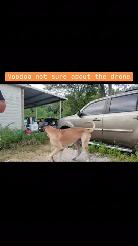 Voodoo not sure the drone means no harm. And my piloting skills need more practice… more brakes less gas🤣🤣🤣 #dji #drone #greatdane #texas 