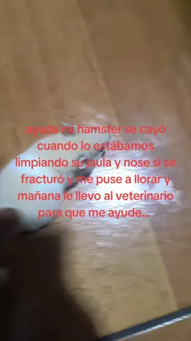 #hamster#ayuda#paratiiiiiiii