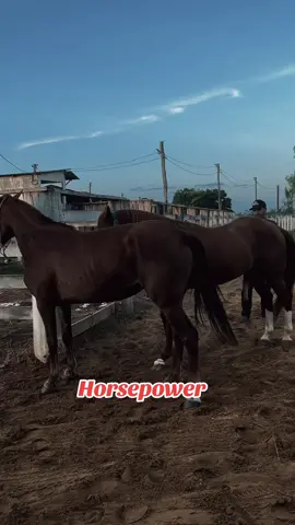 #foryou #foryoupage #foryoupage❤️❤️ #horse #matinghorses 