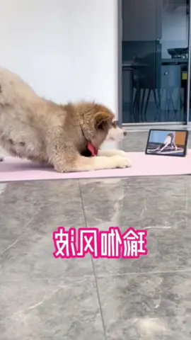 #dog #funny #funnyvideos #foryou #xuhuong 