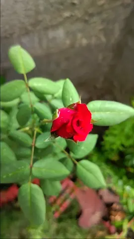 #🌹 #🌧️ #🌿  #naturalbeauty  #@🪷𝑵𝑬𝑬𝑱𝑨🪷  #پھول_کیا_شباب_کیا_حسن_کیا_گلاب_کیا_ 