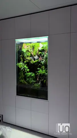 Bán Cạn - Bóng Trăng Bên Sườn Núi - by Lúa Design #rainforest #lúadesign #terrarium #paludarium #naturedecor #decorvanphong #nhadep #thietkecanhquan #terrariumvietnam 