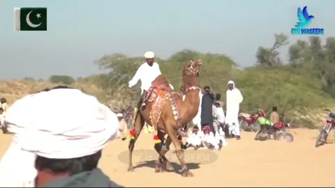 #waseemچولستانی👑 #شوق #camellover🐪 #cameldance #camel 