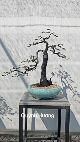 Cây cảnh bonsai tùng đen phong thủy LH em @876977789 #quynhhuonggarden #tungden #caycanh #bonsai 
